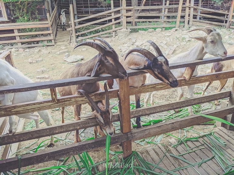 桃園中壢青埔景點-羊世界牧場